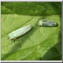 Cicadella viridis - Zwergzikade 07.jpg